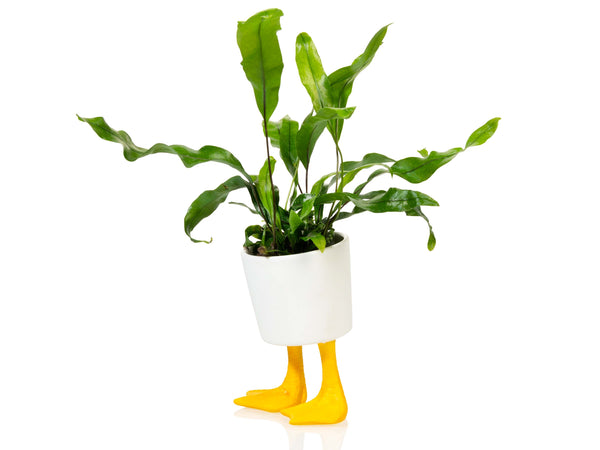 Duck Feet Planter Small