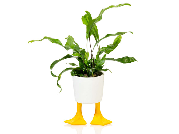 Duck Feet Planter Small