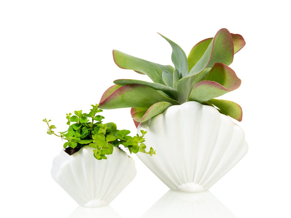 Shell Planter Large White