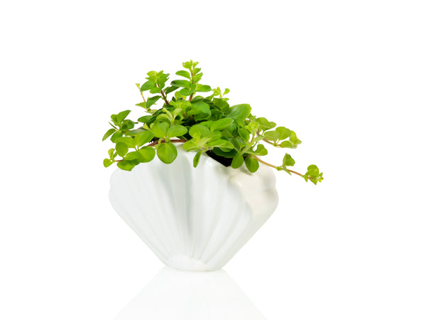 Shell Planter Small White