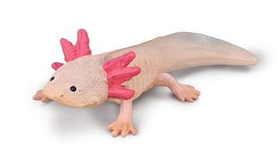 Collecta Préhistoire (M): AXOLOTL 9x2,5cm