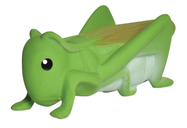 Mon Premier Insecte Sauterelle