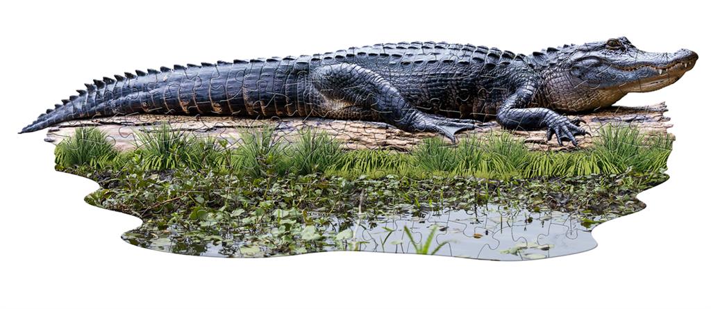 Puzzle Alligator