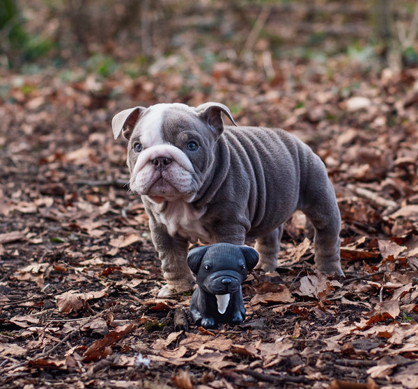 Puppy Parade Bulldog francese