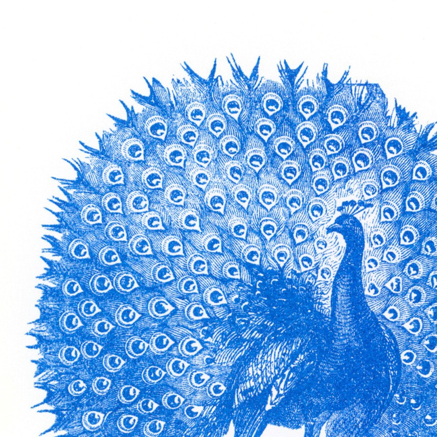Peacock Postcard