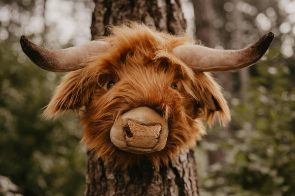 Nicolas the Highland Cow : décoration murale - Wild & Soft