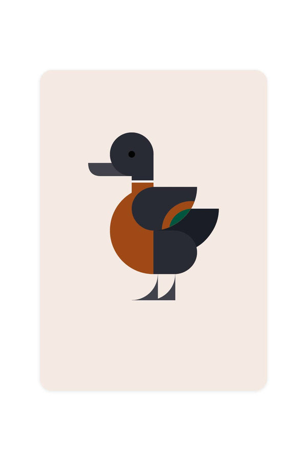 Postal con pato australiano