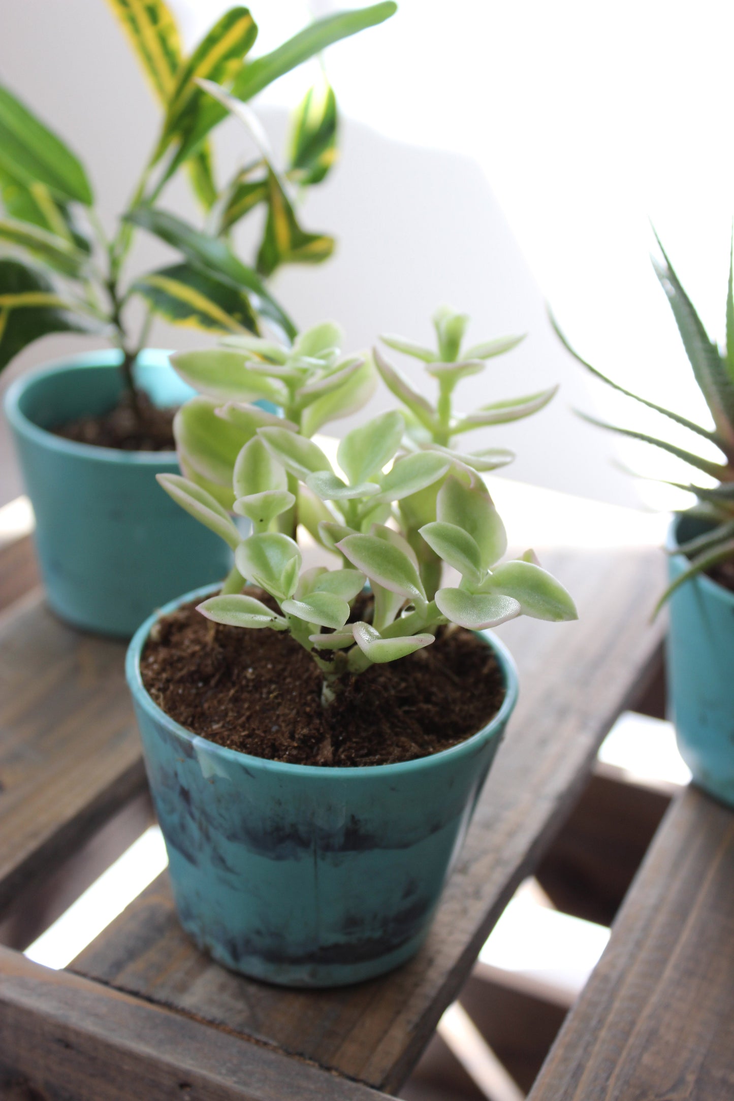 Bote de mármol pequeño