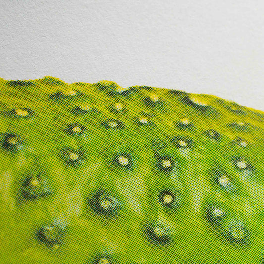 Lámina de pepinillo