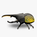 112 Scarabeo Ercole