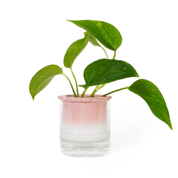 Vase Hydroponique Dalia Rose Helio Ferretti Helio Ferretti Vue 1