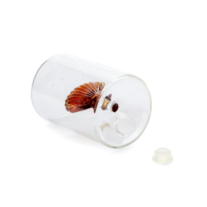 Salière Atlantis Shell