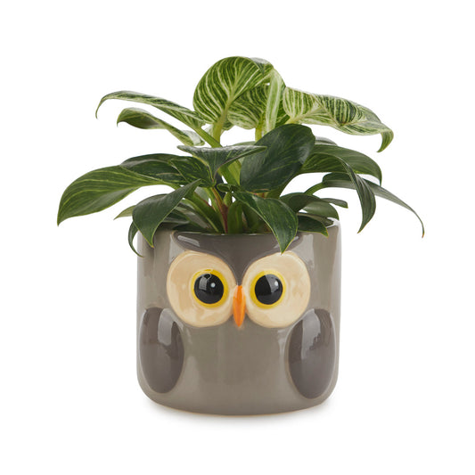 Owl Plant Pot