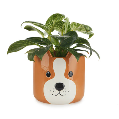Pot de fleurs Woof!