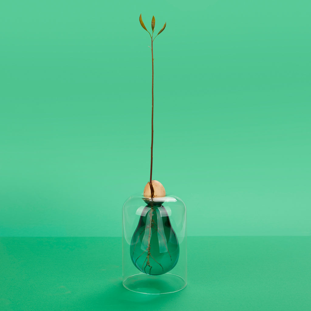 Avocado Vase Seed Grower