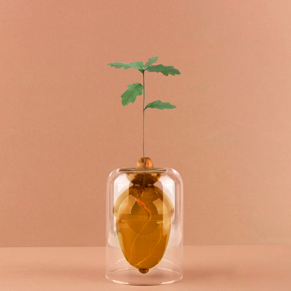 Vase de germination Acorn Vase
