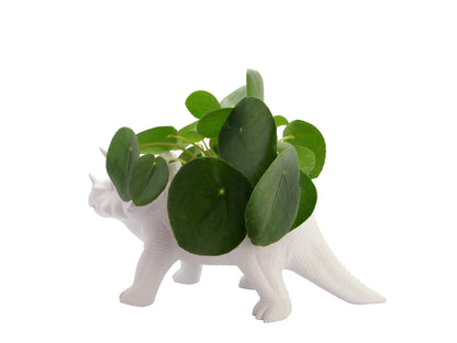 Pot de Fleur Dinosaure Tricérapot