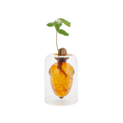 Vase de germination Acorn Vase