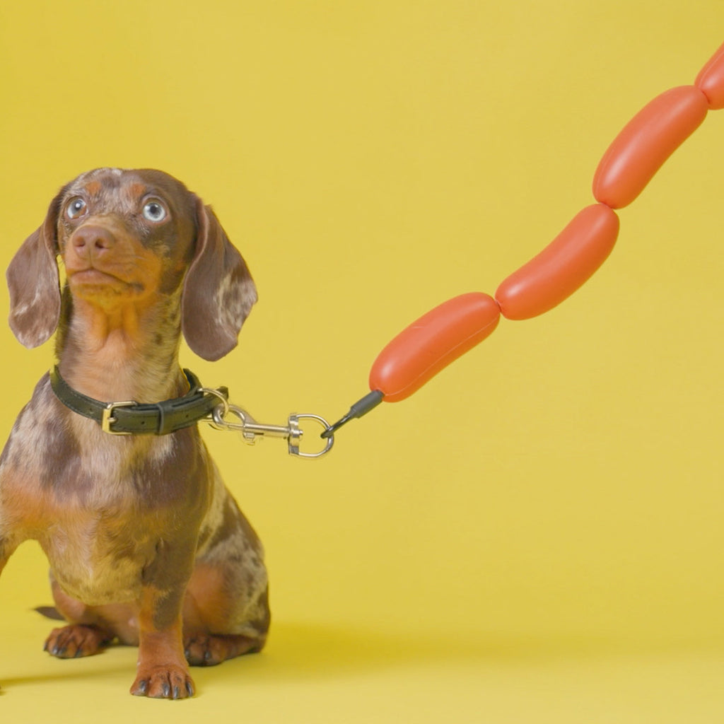 Hot Dog Leash