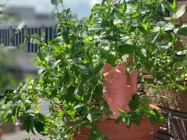 Arroseur Autonome Chat Chanceux Rose Bitten – Objet déco original