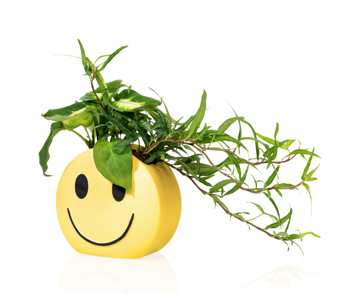 Pot Mood Sunshine