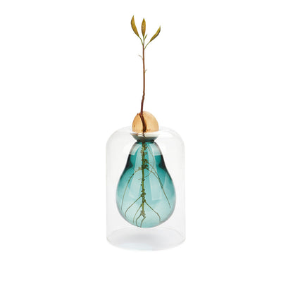 Vase de germination Avocado Vase