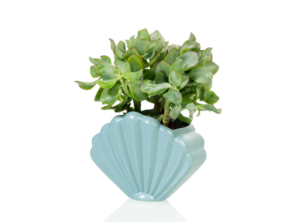 Shell Planter Large Blue
