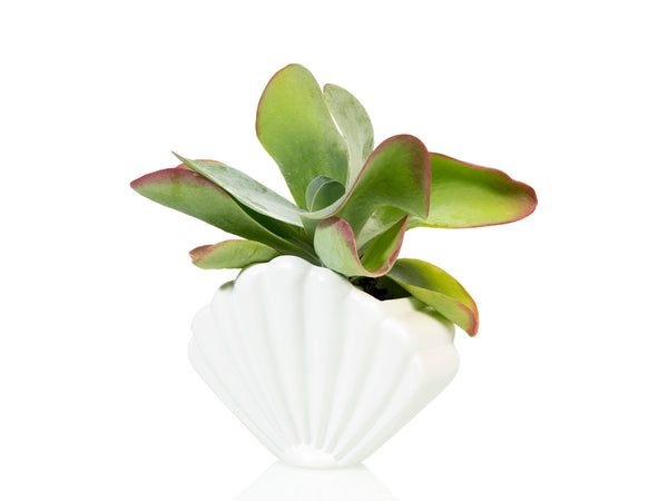 Shell Planter Large White