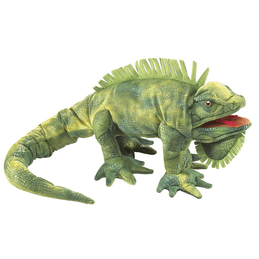 Green iguana