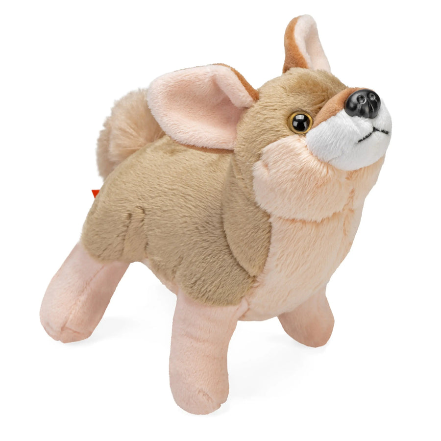 Coyote