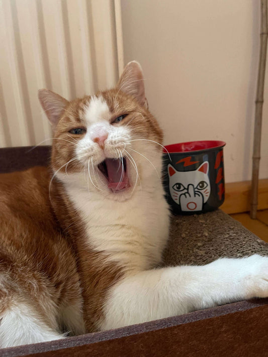 Mug Chat Chanceux « F**k You Neko »