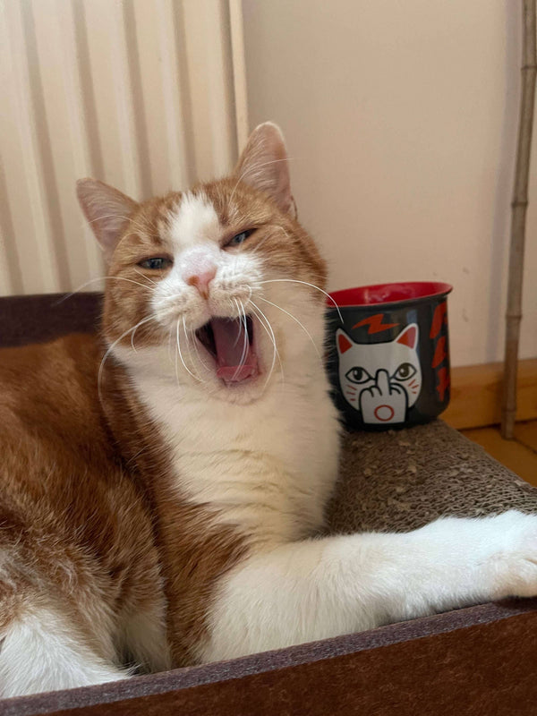 Tazza con gatto fortunato "F**k You Neko"