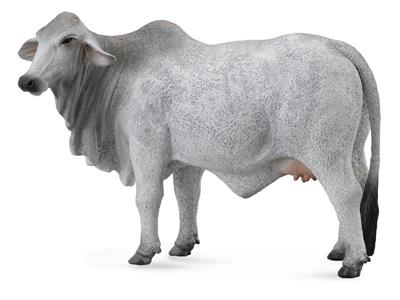 Mucca Brahman - (L)