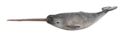 Collecta Animaux marins (XL): LICORNE DES MERS (Narval) 27.2x3.9cm