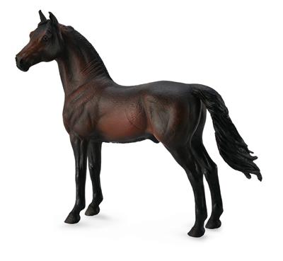 Morgan Bai stallion - (XL)