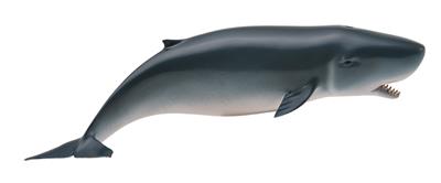 Figurine Cachalot Pygmée - (M)