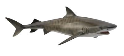Tiger Shark - (L)