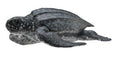 Figurine Tortue Luth - (M)
