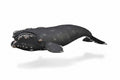 Figura Baleine Franche - (XL)