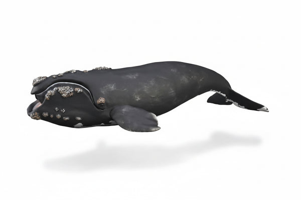 Collecta Animaux marins (XL): BONNE BALEINE 24,7x5cm