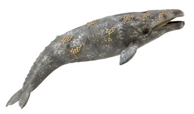 Ballena Gris - (XL)
