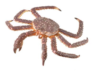 Collecta Animaux marins (XL): CRABE ROYAL 12.4x3.6cm