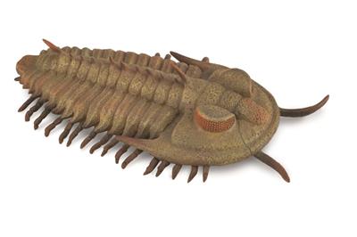 Collecta Préhistoire (L): REDLICHIA REX TRILOBITE 9.5x2.4cm