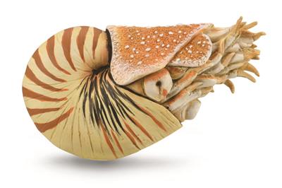 Figurine Nautilus Pompilius - (XL)