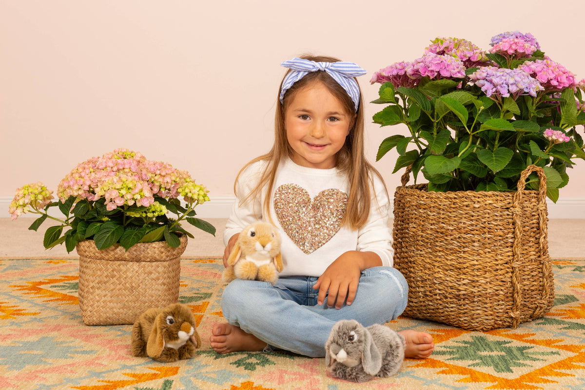 Coelho de peluche castanho da raça Lop
