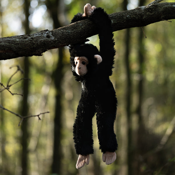 ANIMIGOS MONDE DE LA NATURE CHIMPANZÉ SUSPENDU