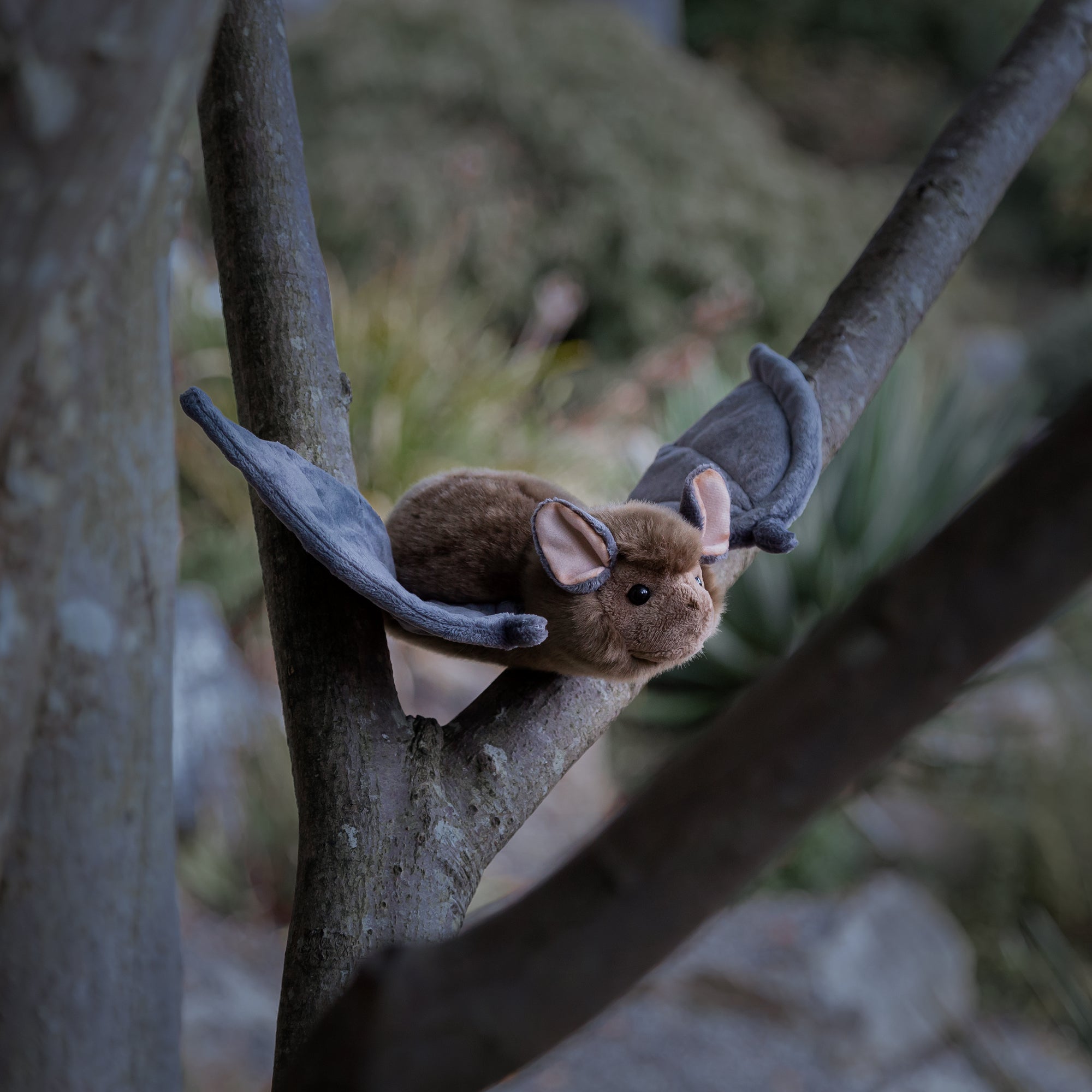 ANIMIGOS MONDE DE LA NATURE CHAUVE-SOURIS