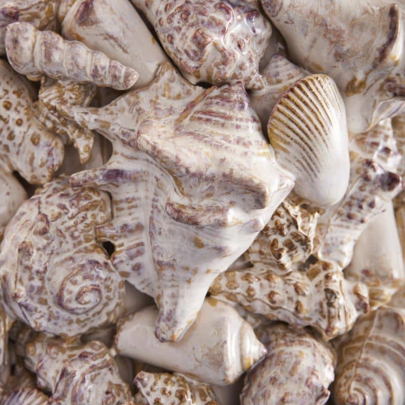 Vase Coquillages, Grès Naturel L