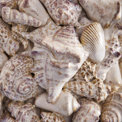 Vase Coquillages, Grès Naturel L