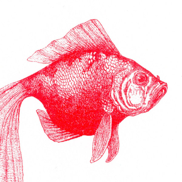 Cartolina con pesce rosso